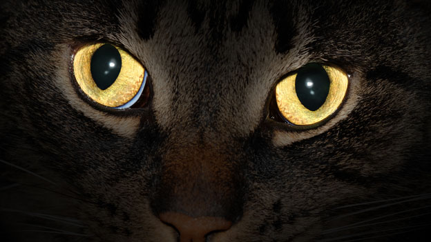 Warum leuchten Katzenaugen nachts? - SPICK