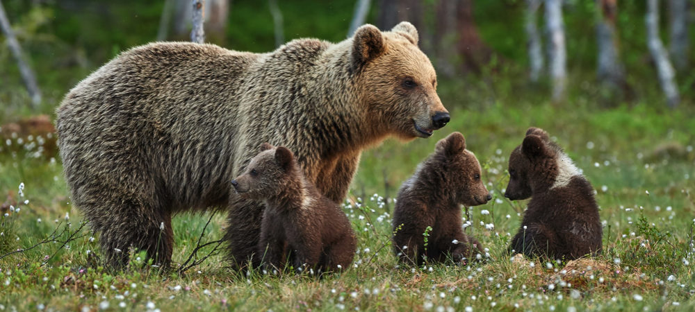 Braunbär