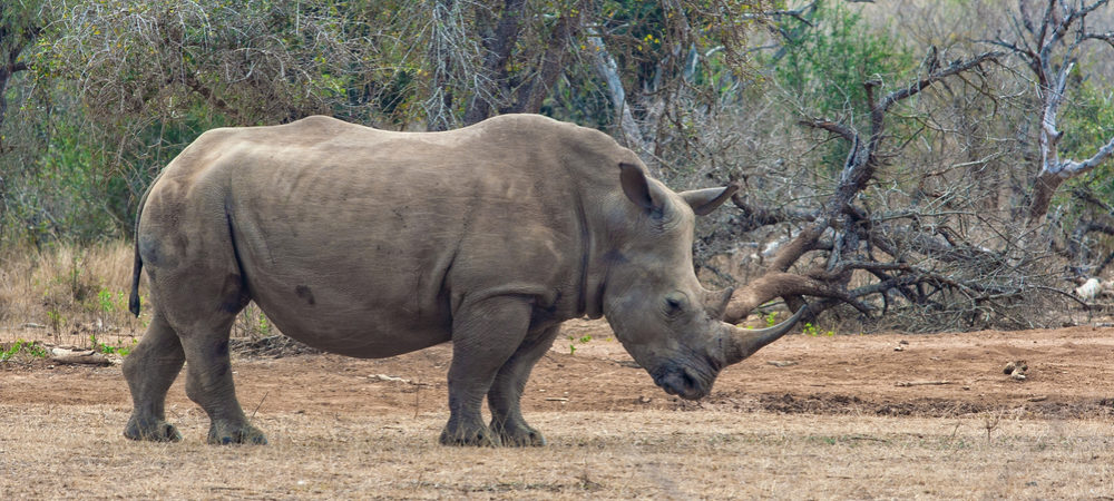 Breitmaulnashorn