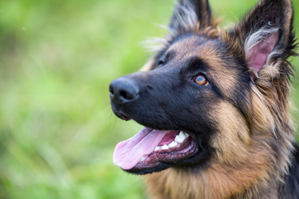 Hund SPICK