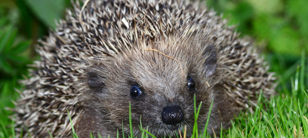 Igel