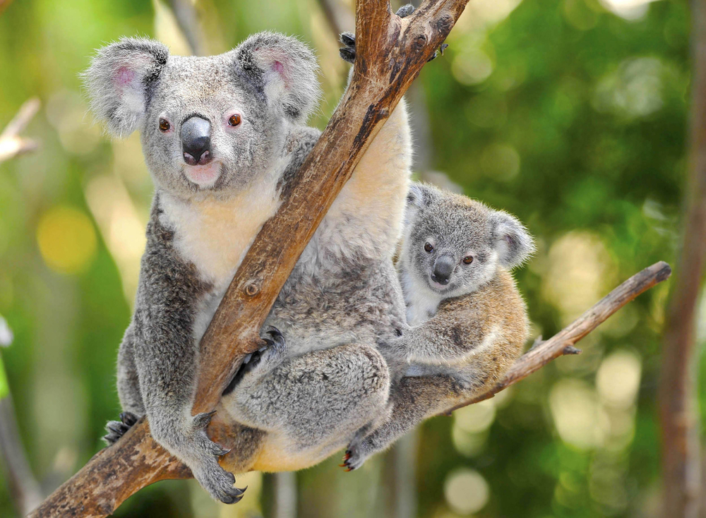 [TORNEO] The Animals: La Semifinale! Koalas_spickipedia
