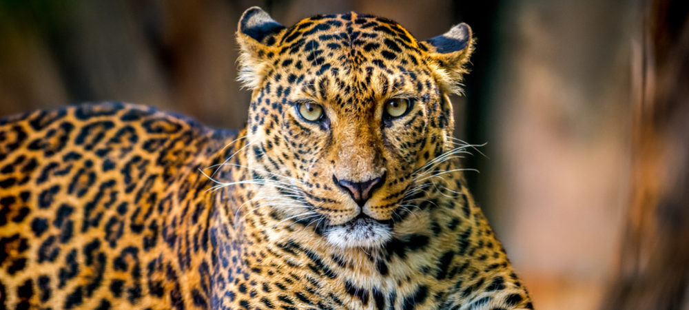 https://www.spick.ch/wp-content/uploads/2018/04/Leopard_spickipedia-1000x450.jpg