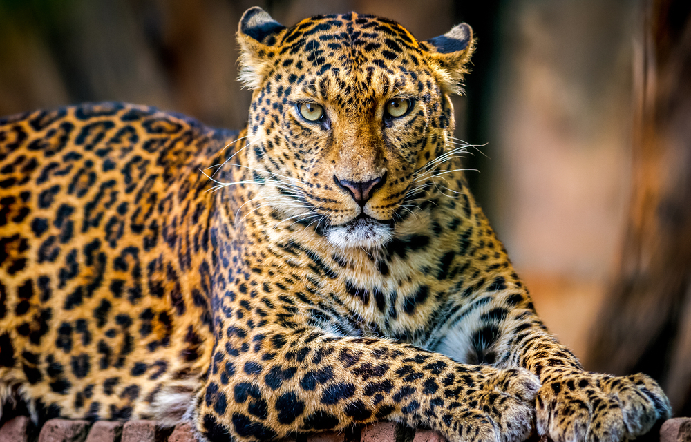 Most leopards are light colored with distinctive dark spots that are called rosettes, because they resemble the shape of a rose. Leopard : Leopard - SPICK