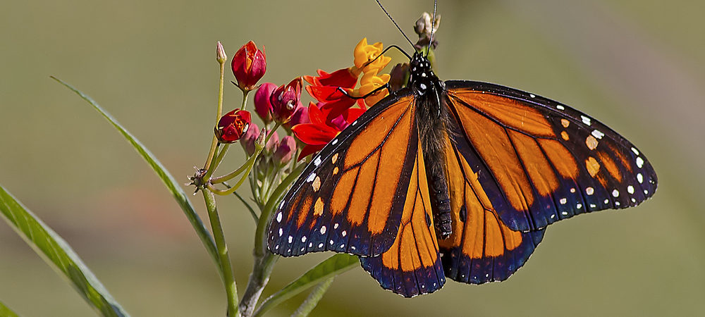 Schmetterling