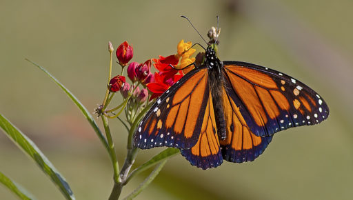 Schmetterling