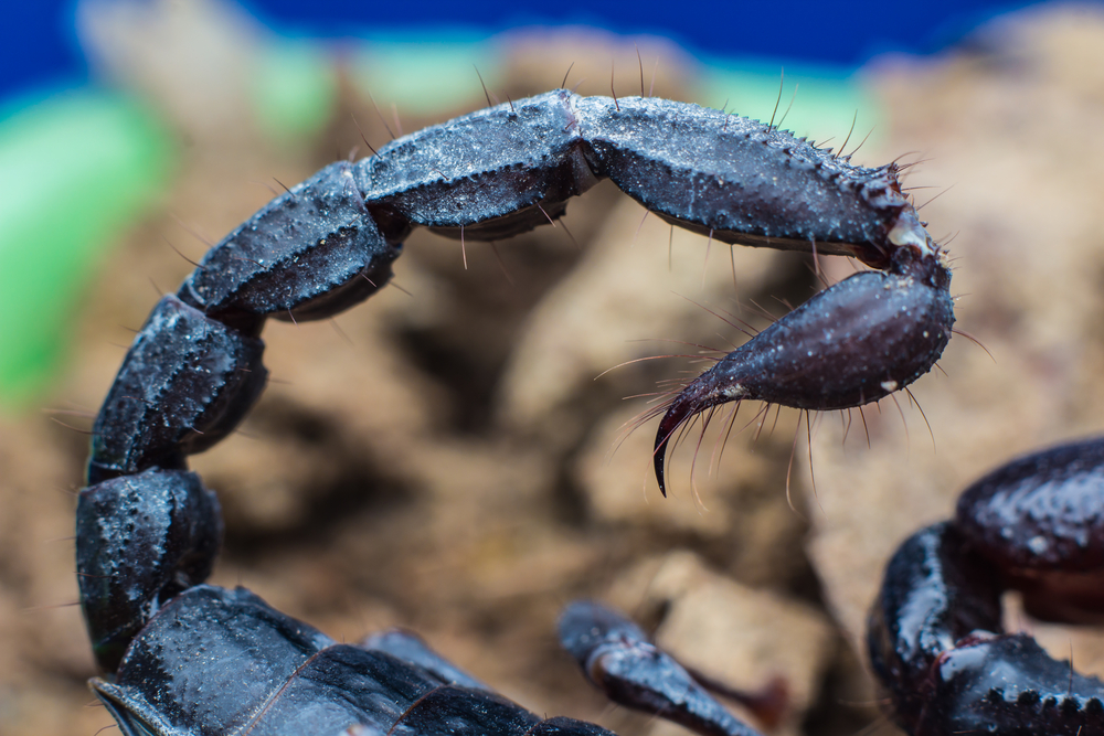Skorpion - SPICK