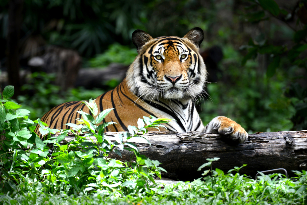 Tiger - SPICK