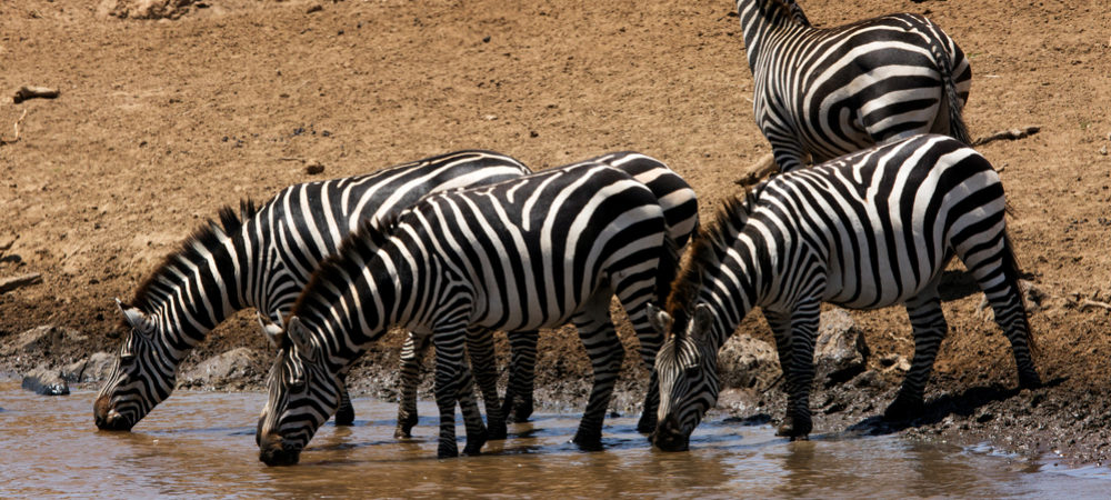 Zebras