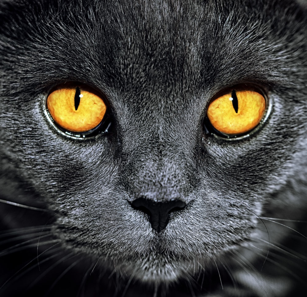 Warum leuchten Katzenaugen in der Nacht? SPICK