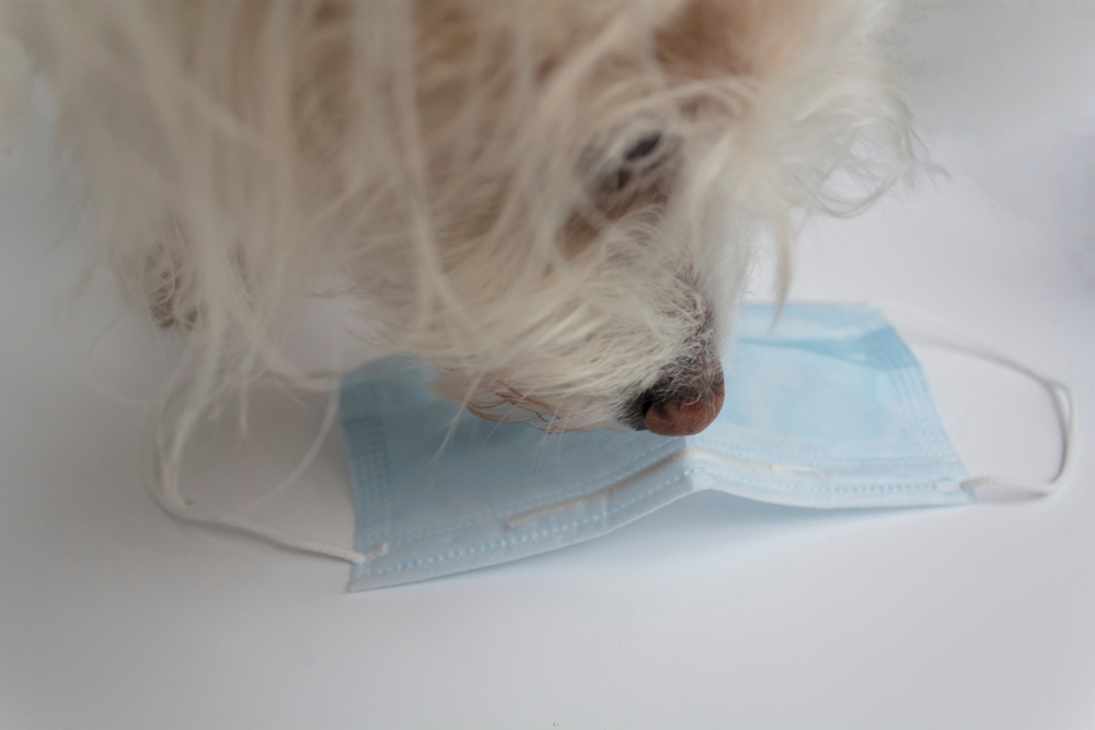 hunde corona test